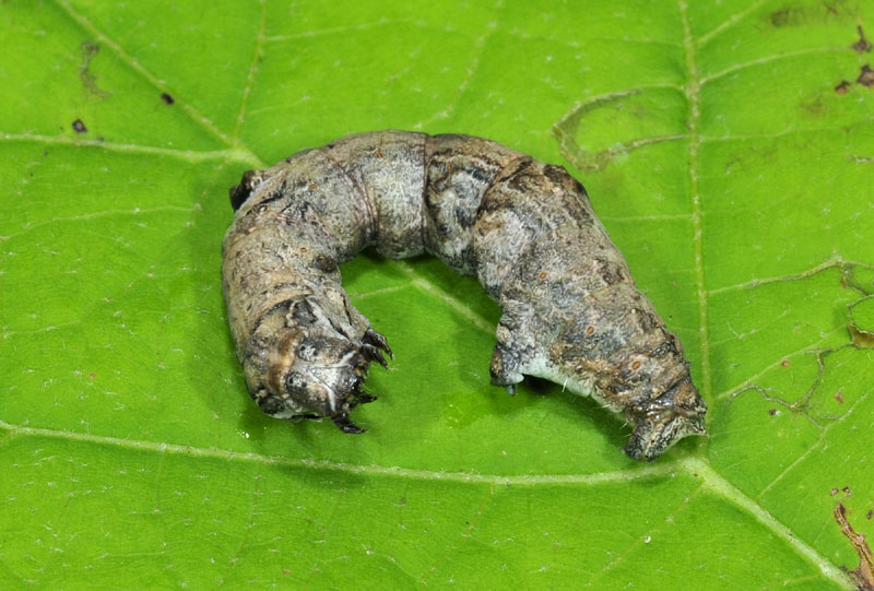 Bruco da determinare - Selenia (cf.) lunularia